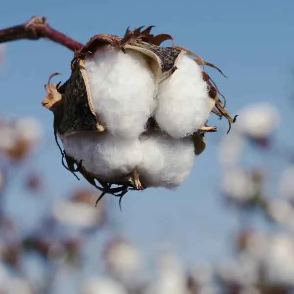 fiore di cotone - fragranze per candele