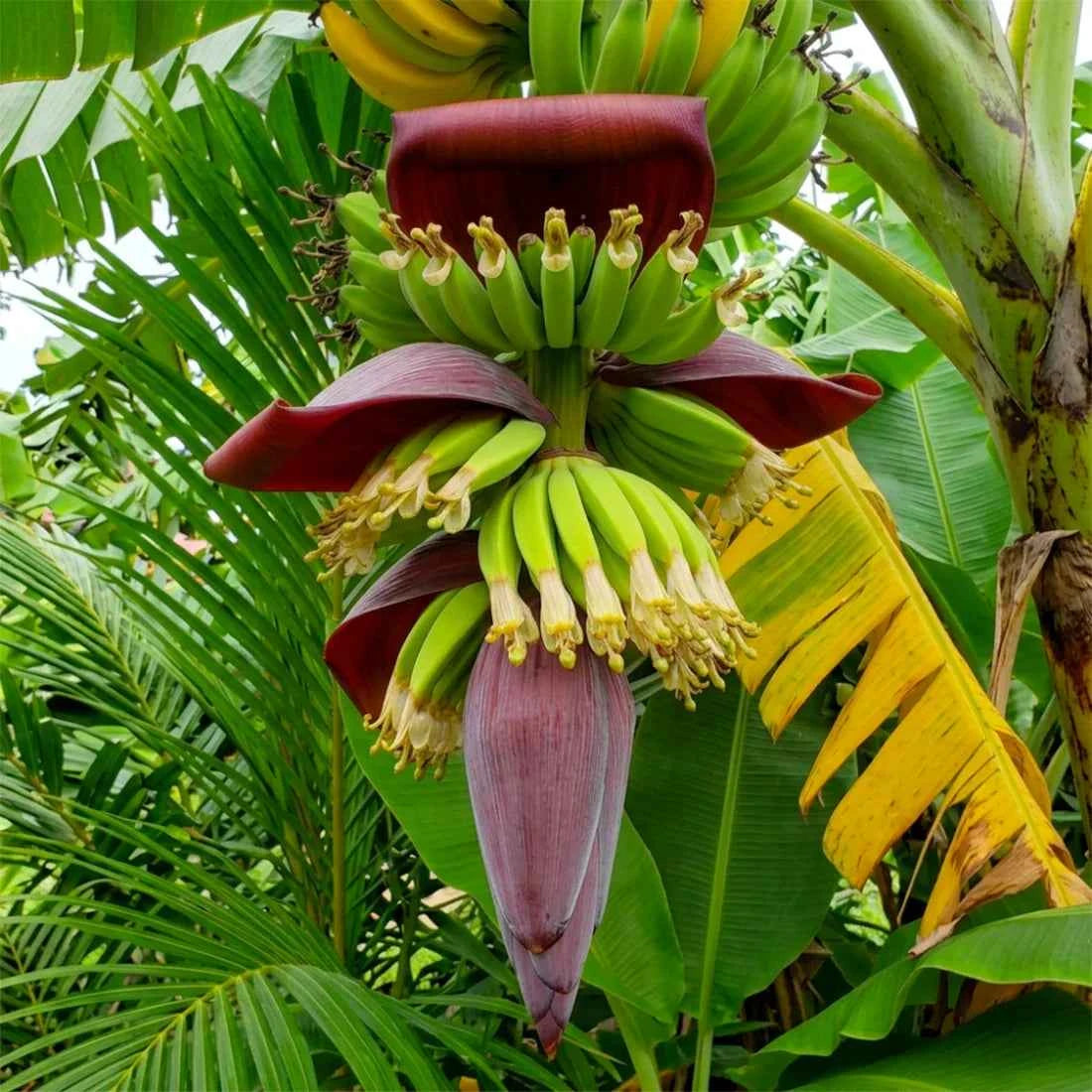 fiore di banano - fragranze per candele