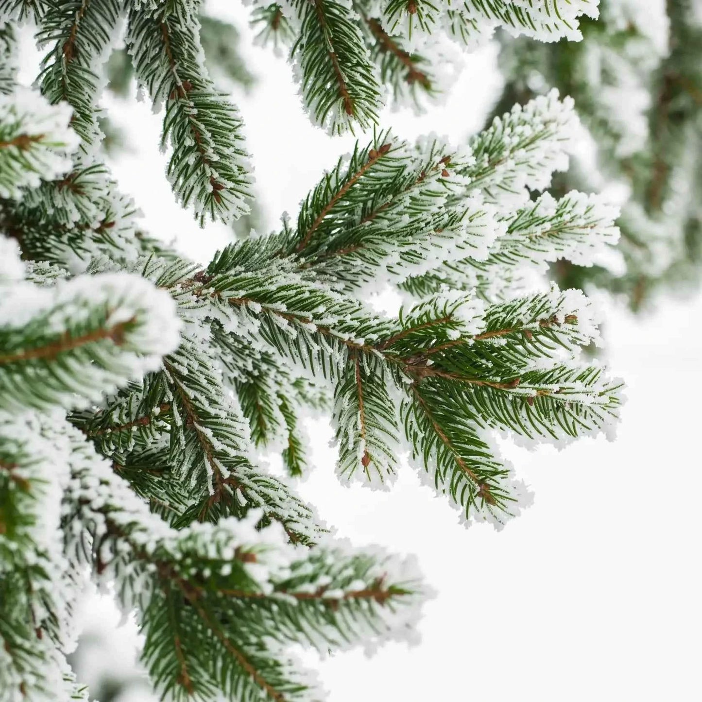 Christmas tree BOOST - Fragranza per candele