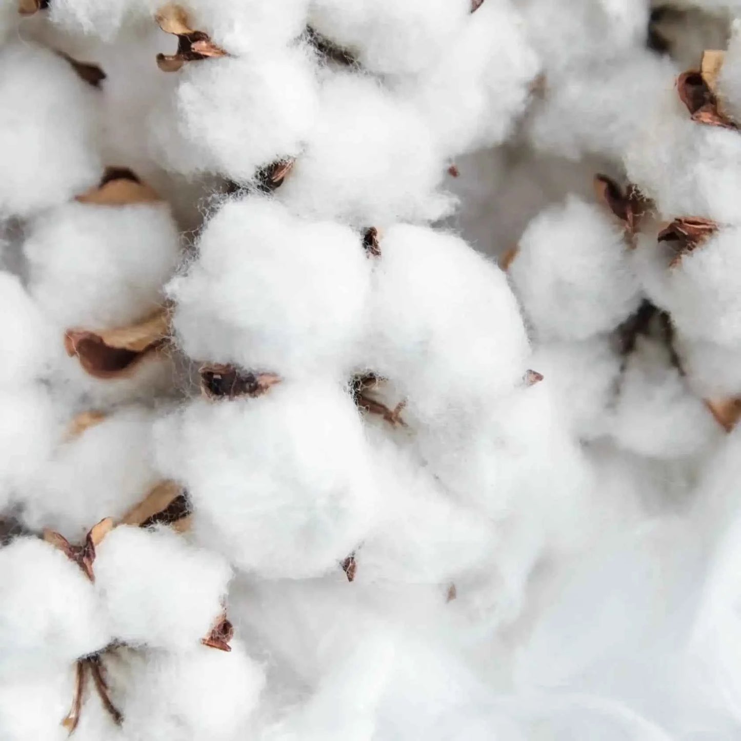 fiore di cotone Boost - fragranze per candele