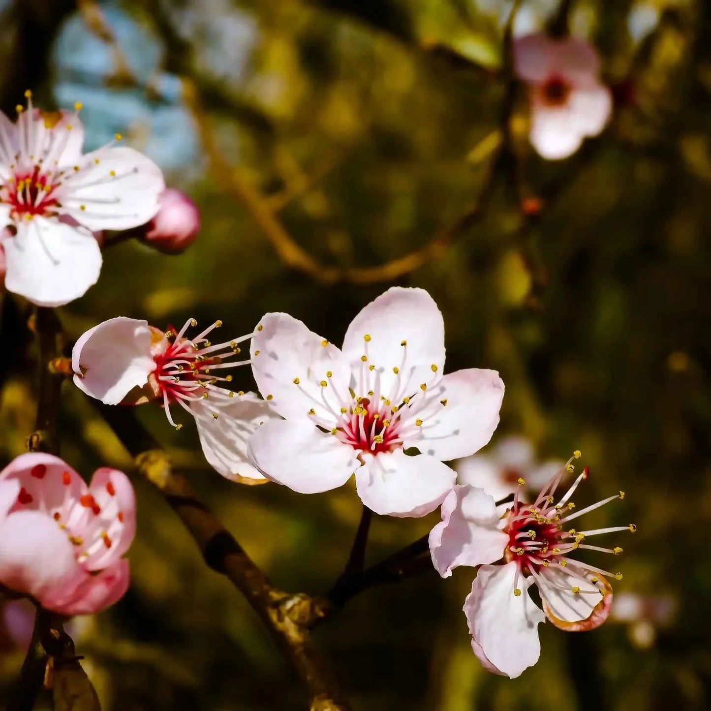 fiore di mandorlo - Fragranze per candele