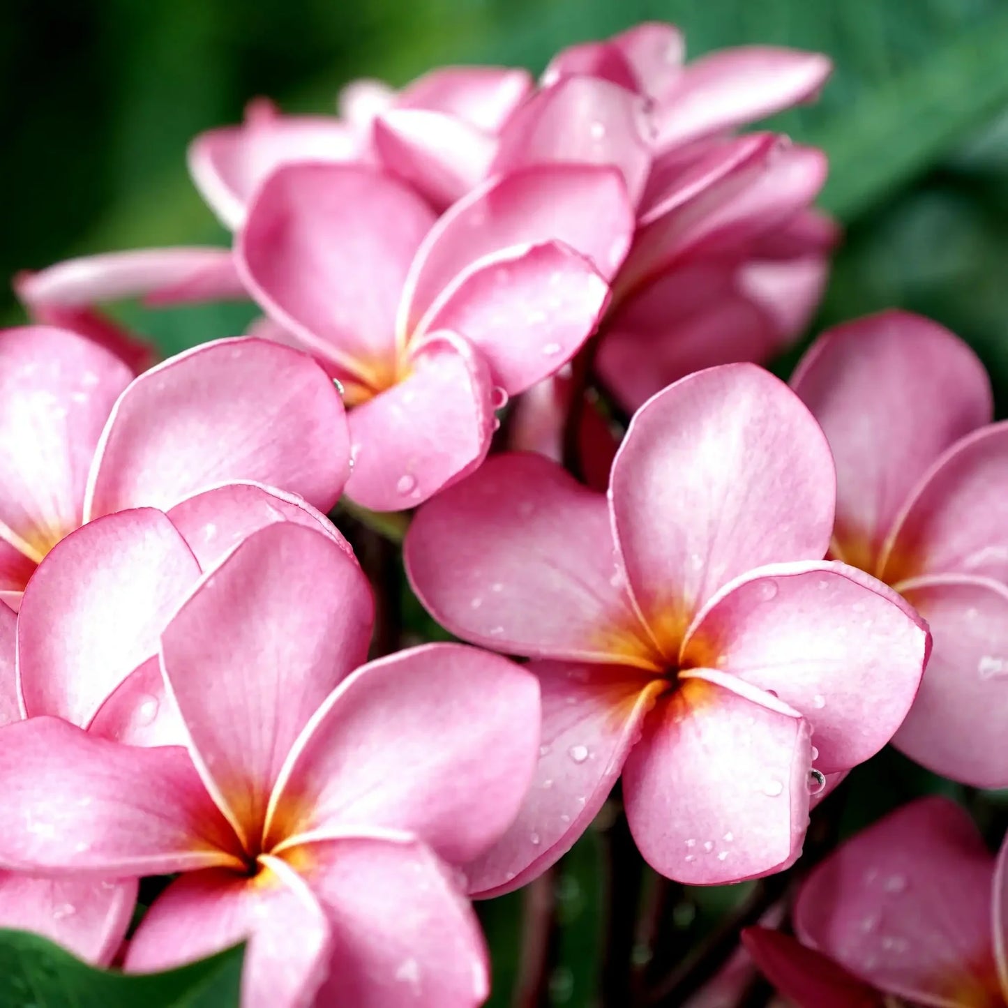 fiore di Frangipani - fragranze per candele