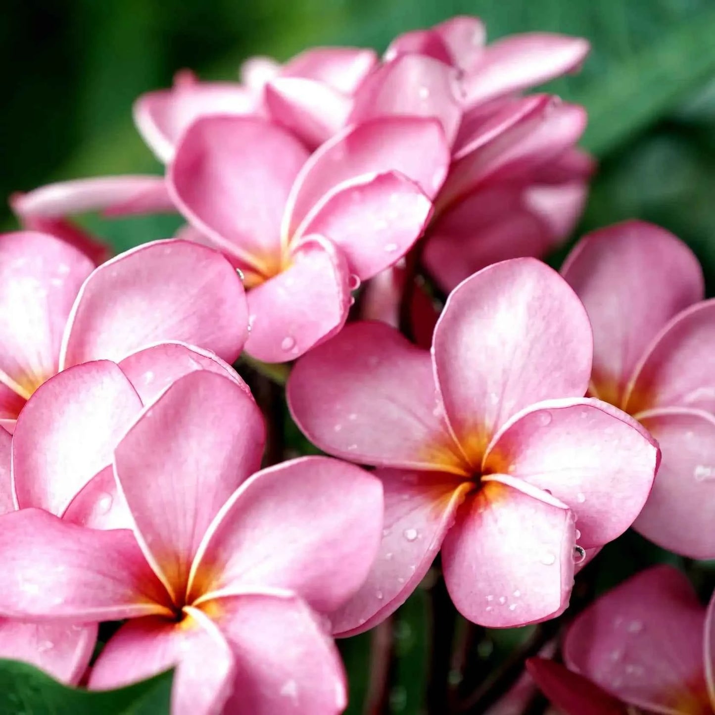 fiore di Frangipani - fragranze per candele