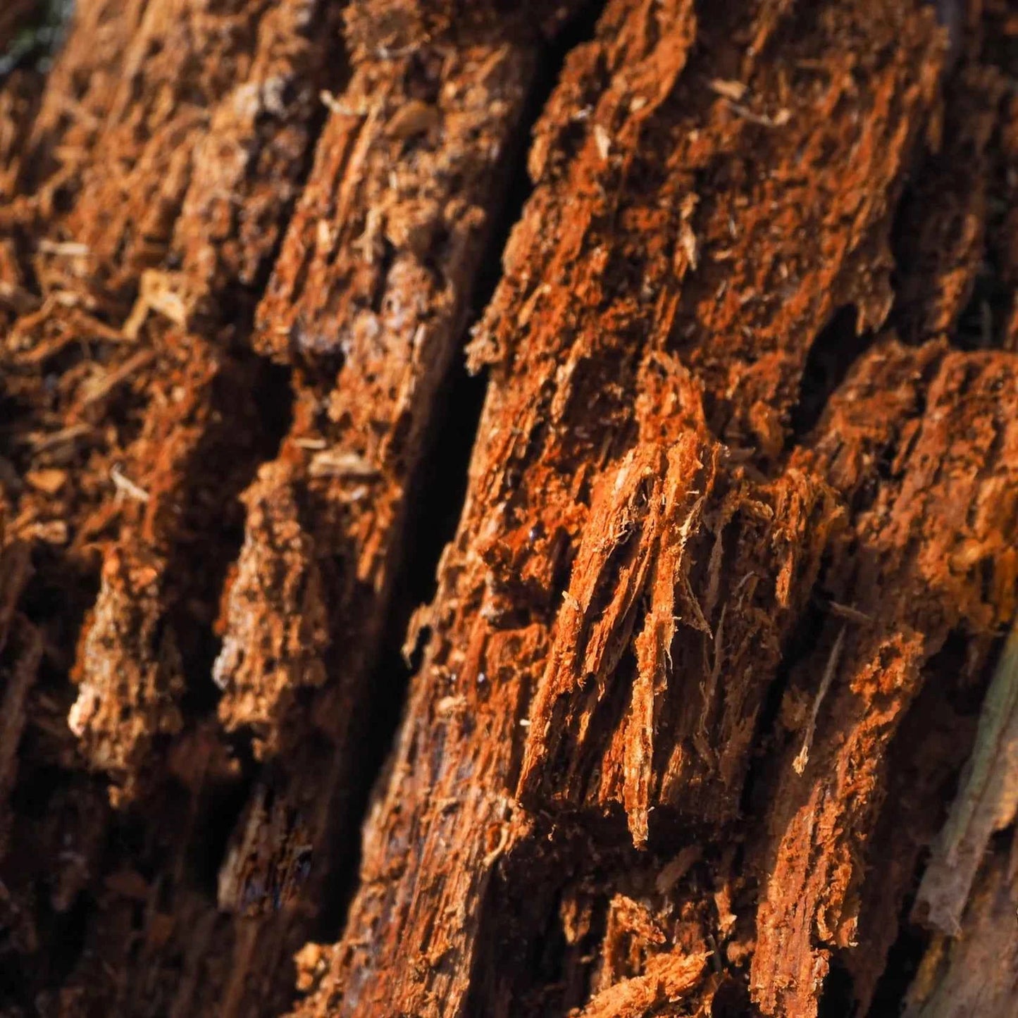 Legno di Oud - Fragranza per candele