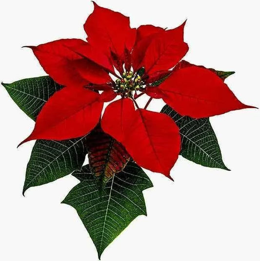 Cutter Stella di Natale.