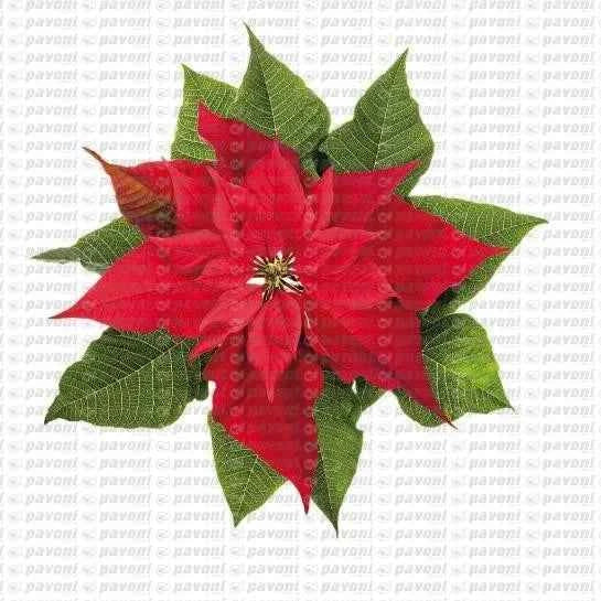 Stella di Natale. 2 Venatori in silicone + Cutter in metallo