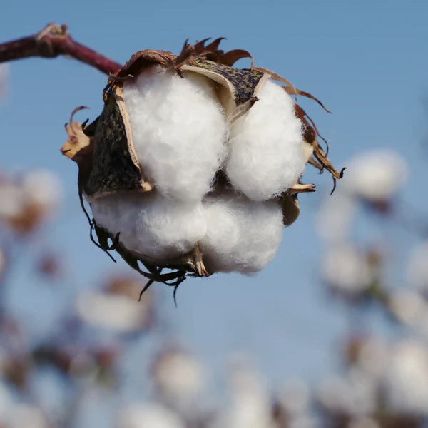 fiore di cotone - fragranze per candele