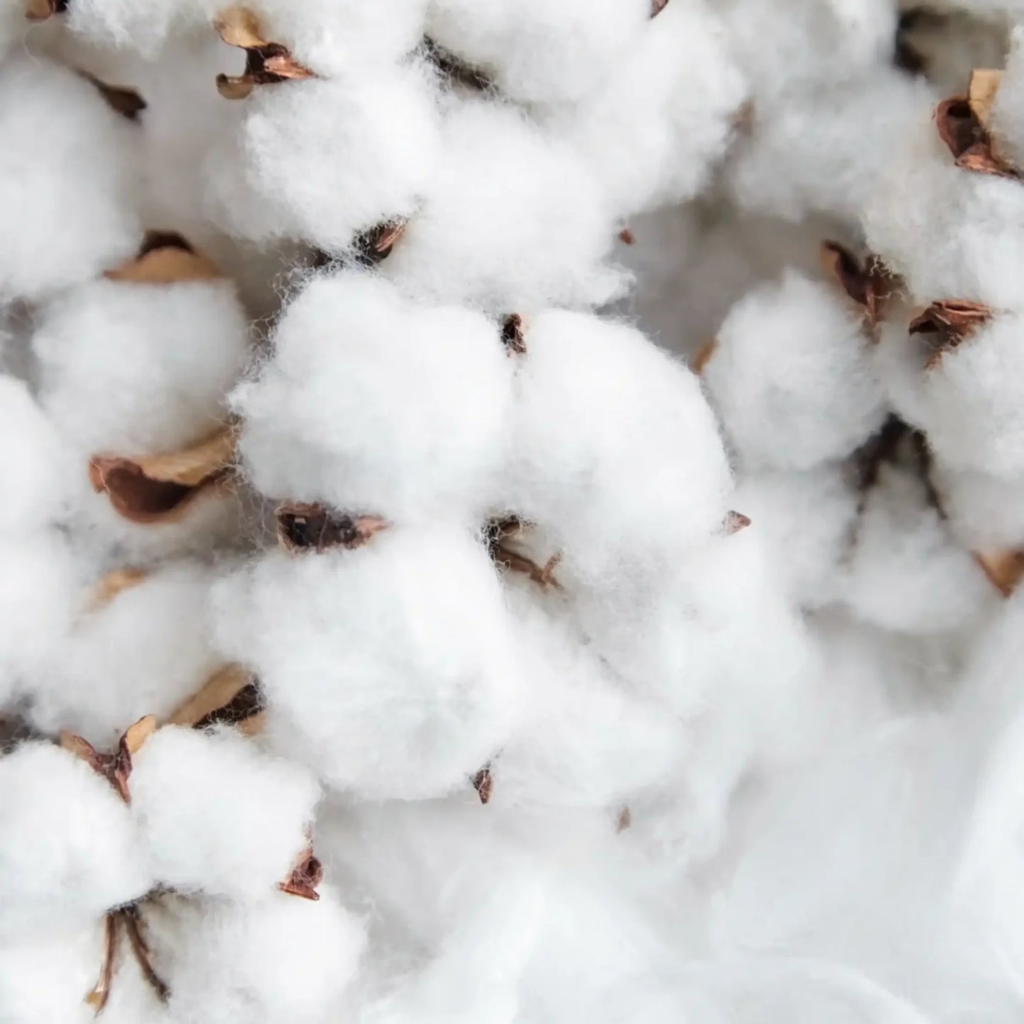 fiore di cotone Boost - fragranze per candele