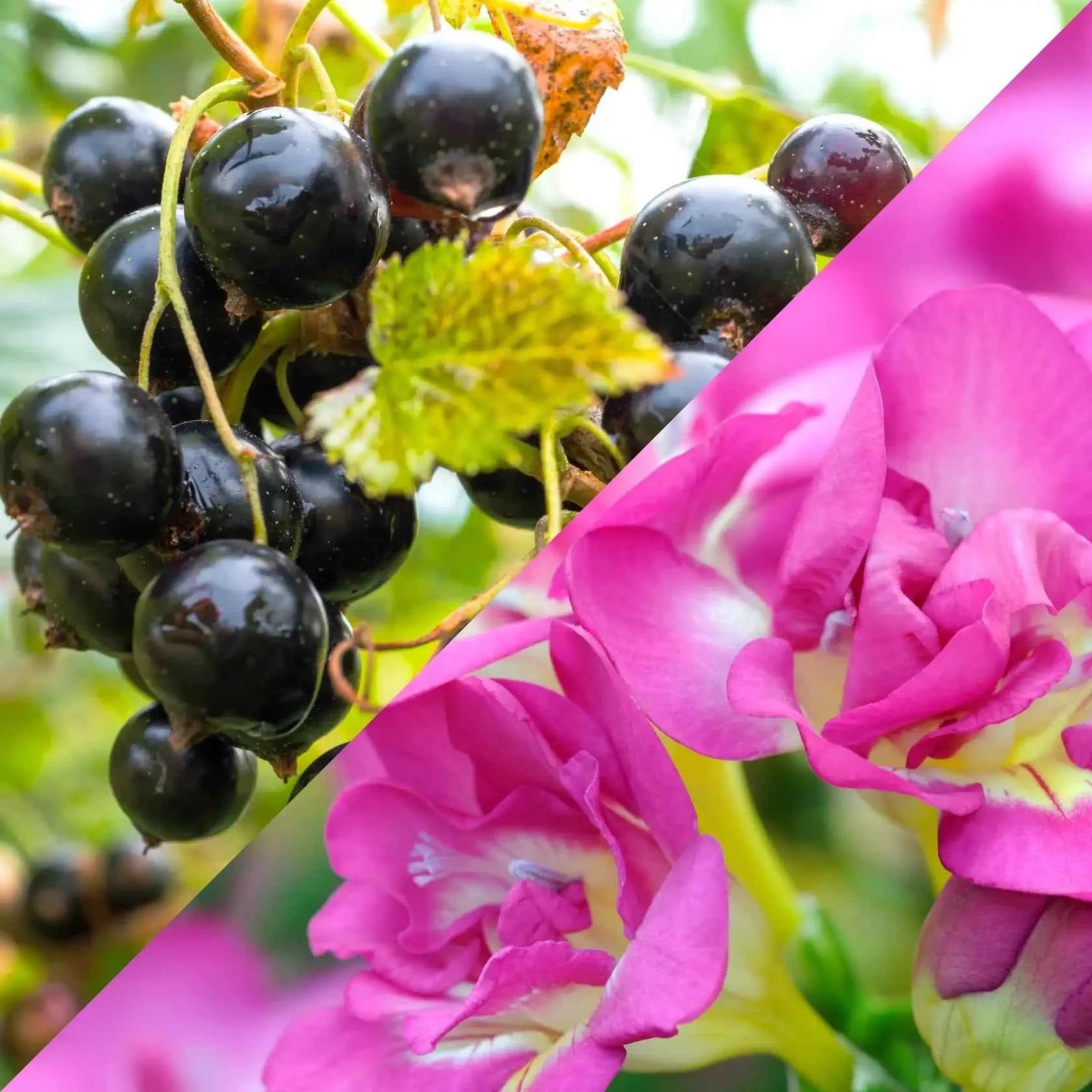 Ribes nero e fresia - Fragranza per candele
