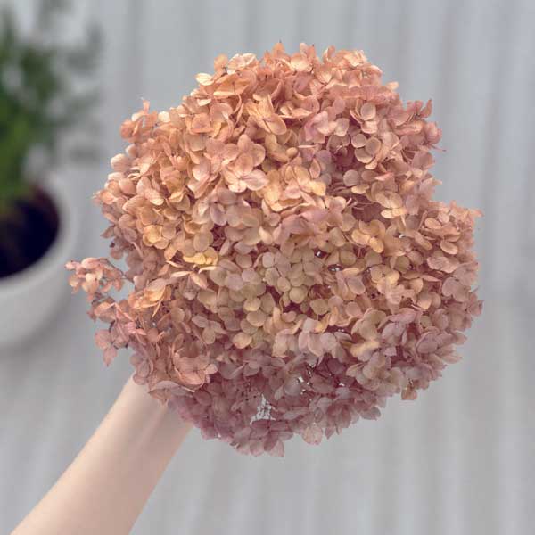 Palm Wax for Candles in Molds and Containers. 1kg