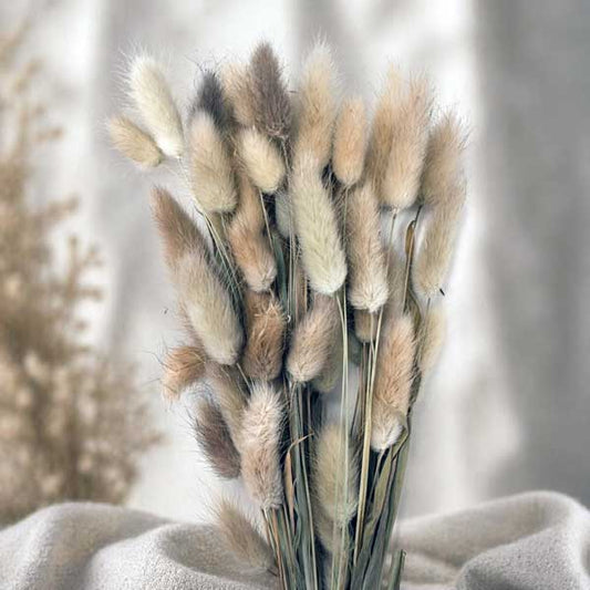LAGURUS TOPINO. 100 GR NATURALE STABILIZZATO.
