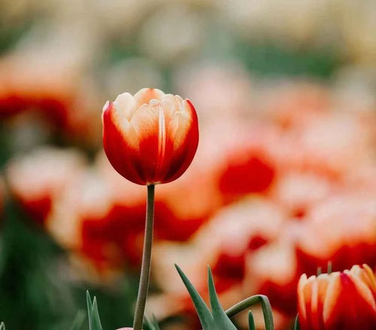 Tulipani. Fragranza Per Candele