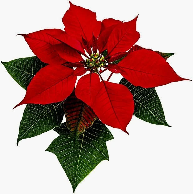 Stella di Natale. 7 Stampi in plastica. FMM