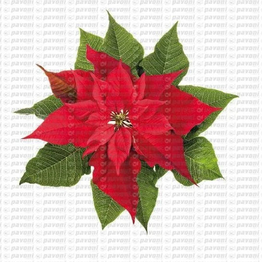 Stella di Natale. 2 Venatori in silicone + Cutter in metallo